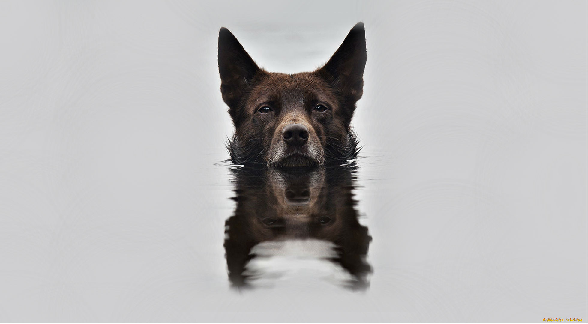 , , , snout, reflection, , background